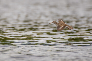 Spotted Sandpiper cruising over the river