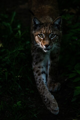 Naklejka na ściany i meble Eurasian Lynx strolling through the Forest at Dusk