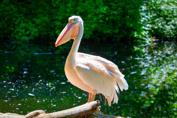 Great White Pelican into the Wild 