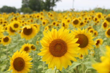 field of sunflowers in the sun
