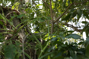 green iguana or lizard on a tree in green foliage in its habitat in the tropical forest or jungle.