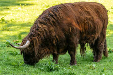 Highland Cattle (Bos (primigenius) taurus)