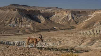 An ibex standing on the edge of  Nahal Zin canyon, Sde Boker field school, Negev desert, Israel.