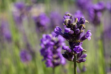 Close-up of violet lavender flower. Blurred background.