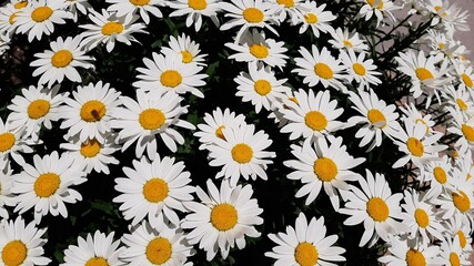 White and Yellow Daisy Flower Plant.