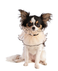 Chihuahua with a lace collar