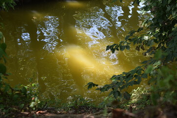 A reflection in a stream