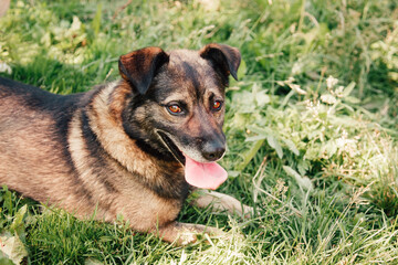 The cute little dog stuck out its tongue. Dog lying down in the grass. © Julia Kiseleva