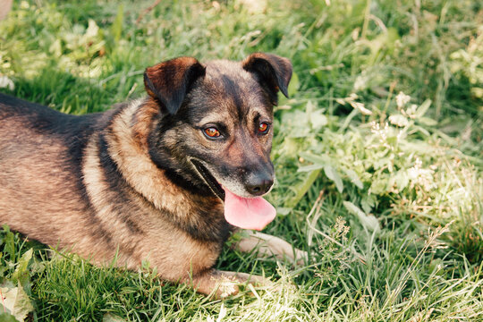The cute little dog stuck out its tongue. Dog lying down in the grass.