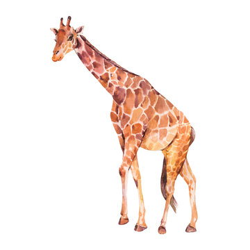 Giraffe watercolor illustration isolated on white background