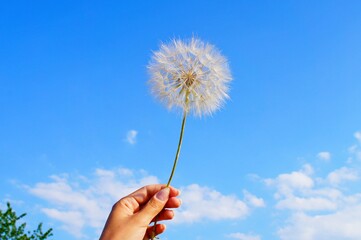 Fototapeta premium dandelion in the hand on the blue sky