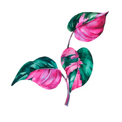 Watercolor tropical leaves. Philodendron pink princess botanical illustration © depiano
