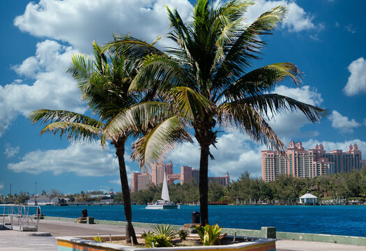 Resort and Sailboat Through Palm Trees in Bahamas