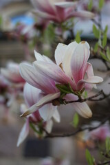 Obraz premium pink magnolias blooming on tree