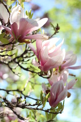 Fototapeta premium pink magnolias blooming on tree
