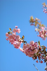 pink flowers blooming against blue sky 