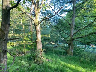 Old woodland meadow, with long green grasses in, Shibden Valley, Halifax, UK