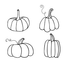 Set of linear pumpkins. Vector hand draw Illustration. October harvest background. Fall season elements. Thanksgiving or Halloween holidays flat design. Isolated pumpkins
