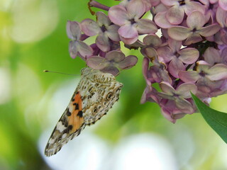 
Macro: butterfly sits on a bush of blooming lilacs