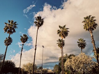 Palm Trees