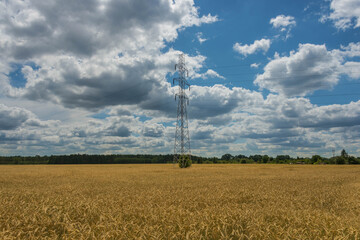 Lekko zachmurzone niebo nad polem uprawnym porośniętym dojrzałym zbożem. © boguslavus