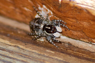 Araña Cazamoscas