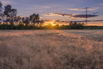 Dojrzałe zboże na polu uprawnym oświetlone światłem zachodzącego słońca. © boguslavus