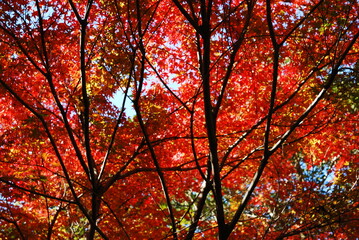 紅葉