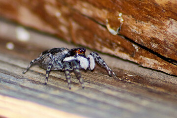 Araña Saltarina