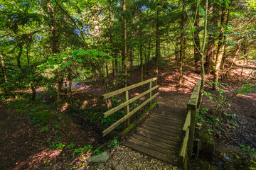 A green forest promenade on Lake Monticolo in the morning in the municipality of Eppan in Italian South Tyrol.