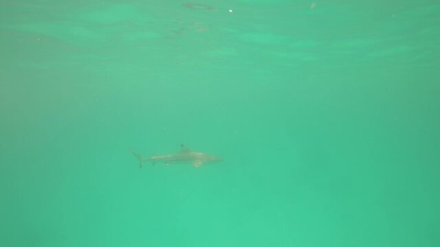 Requin de lagon &agrave; Rangiroa, Polyn&eacute;sie fran&ccedil;aise