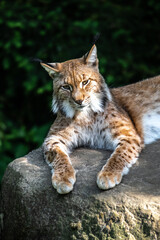 Fototapeta na wymiar Eurasian Lynx (Lynx lynx) Portrait