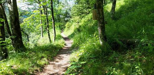 Fototapeta premium weg