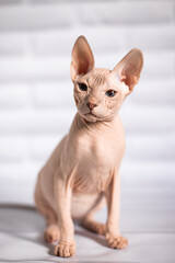 Sphinx; cat; blue eyed; bald; White background;