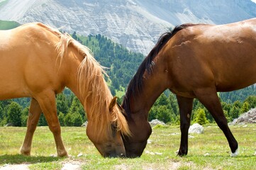 mare and foal