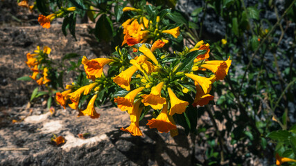 yellow flowers on a sunny day in the city of Huancavelica