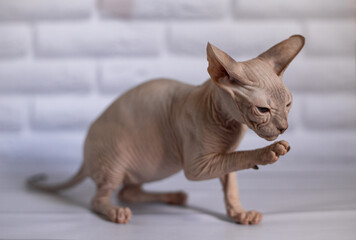 Sphinx; cat; blue eyed; bald; White background;