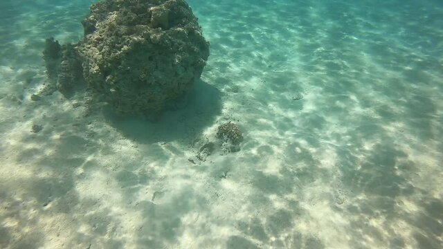 R&eacute;cif de corail &agrave; Rangiroa, Polyn&eacute;sie fran&ccedil;aise