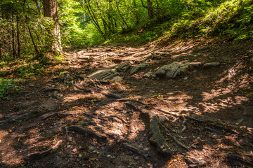 A green forest promenade on Lake Monticolo in the morning in the municipality of Eppan in Italian South Tyrol.