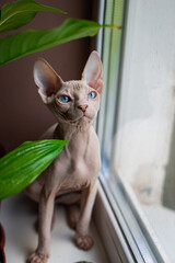 Sphinx; cat; blue eyed; bald; sitting on the window; home plants; pest;