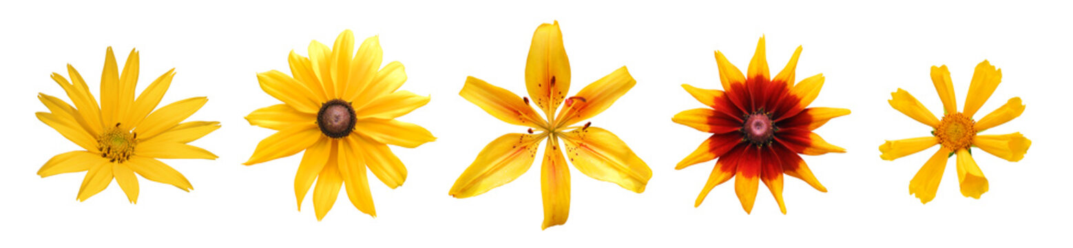 Yellow garden flowers, collection isolated on white background. Design elements. 