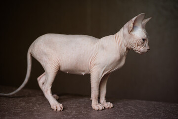Sphinx; cat; blue eyed; bald; sitting on the window; home plants; pest;