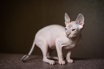 Sphinx; cat; blue eyed; bald; White background;