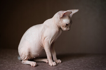 Fototapeta na wymiar Sphinx; cat; blue eyed; bald; 