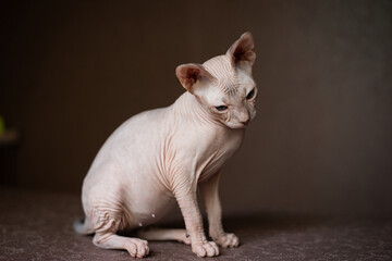 Sphinx; cat; blue eyed; bald; White background;
