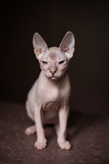 Sphinx; cat; blue eyed; bald; White background;