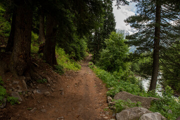 Photo of forest road inside the green valley nature view with copy space for your text
