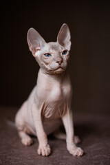Sphinx; cat; blue eyed; bald; White background;