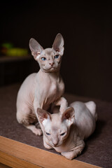 Sphinx; cat; blue eyed; bald; White background;