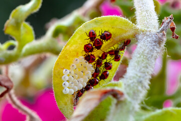 small ladybug or bedbug eggs hidden under a leaf in a potted flowering plant